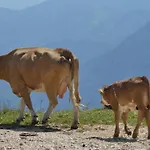 Goldhaenchen * Rauris
