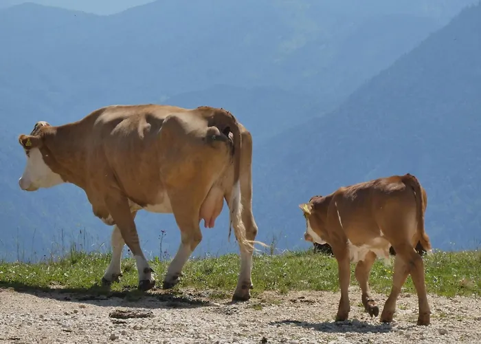 Goldhaenchen * Rauris