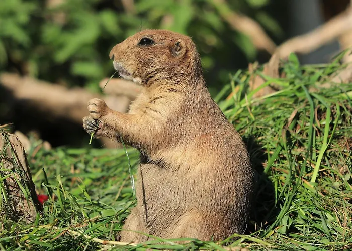 Goldhaenchen Apartment *